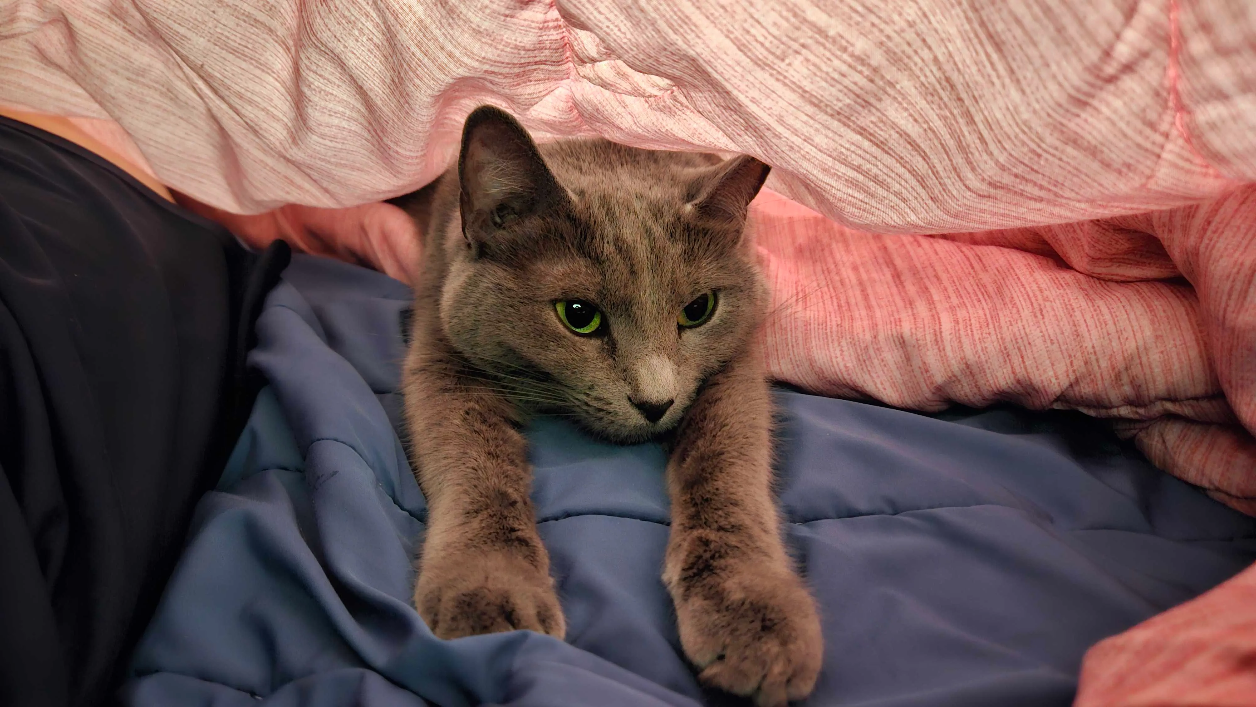 Cat lounging near a window with soft lighting.