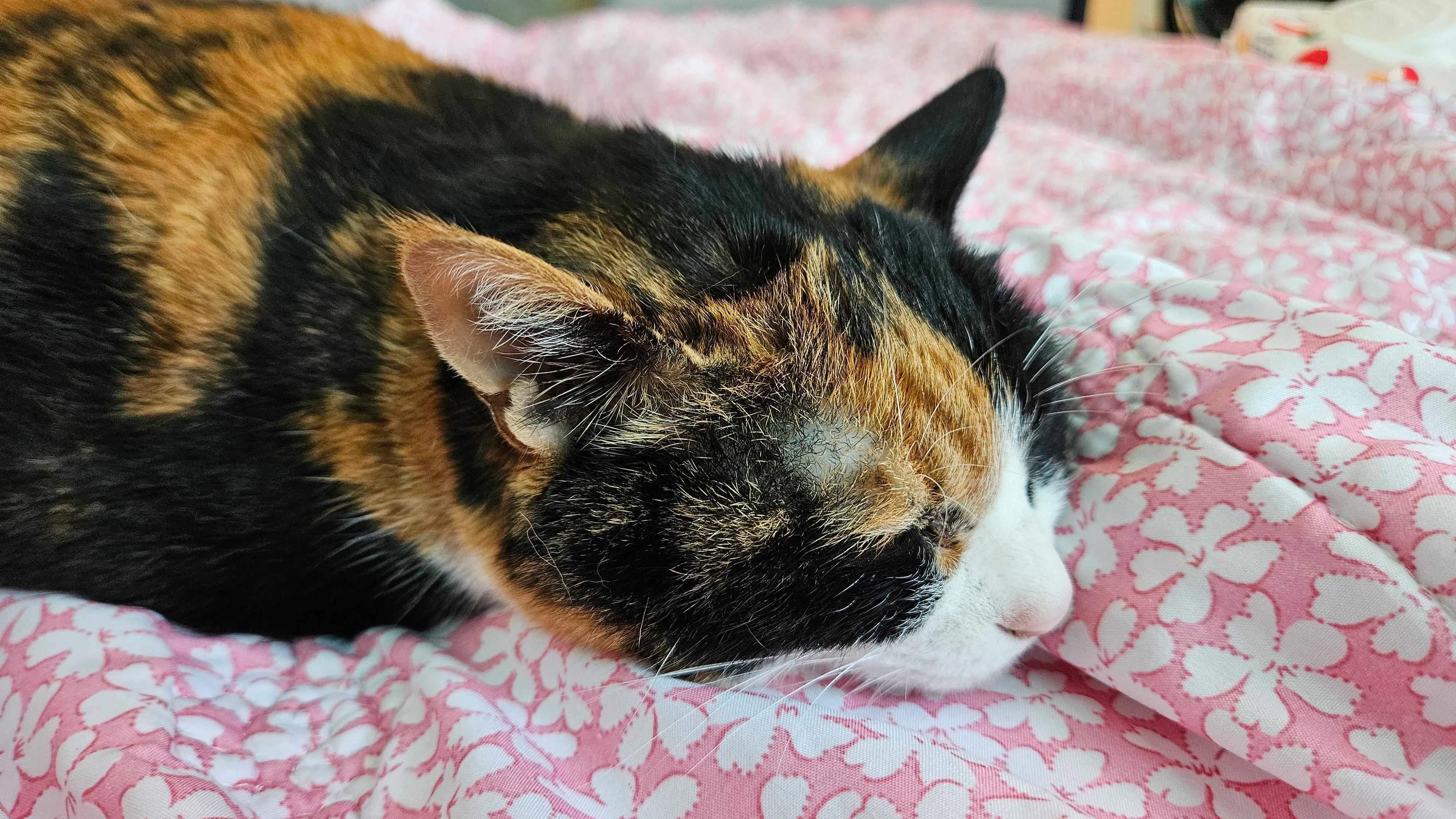 Cat resting comfortably on a blanket.