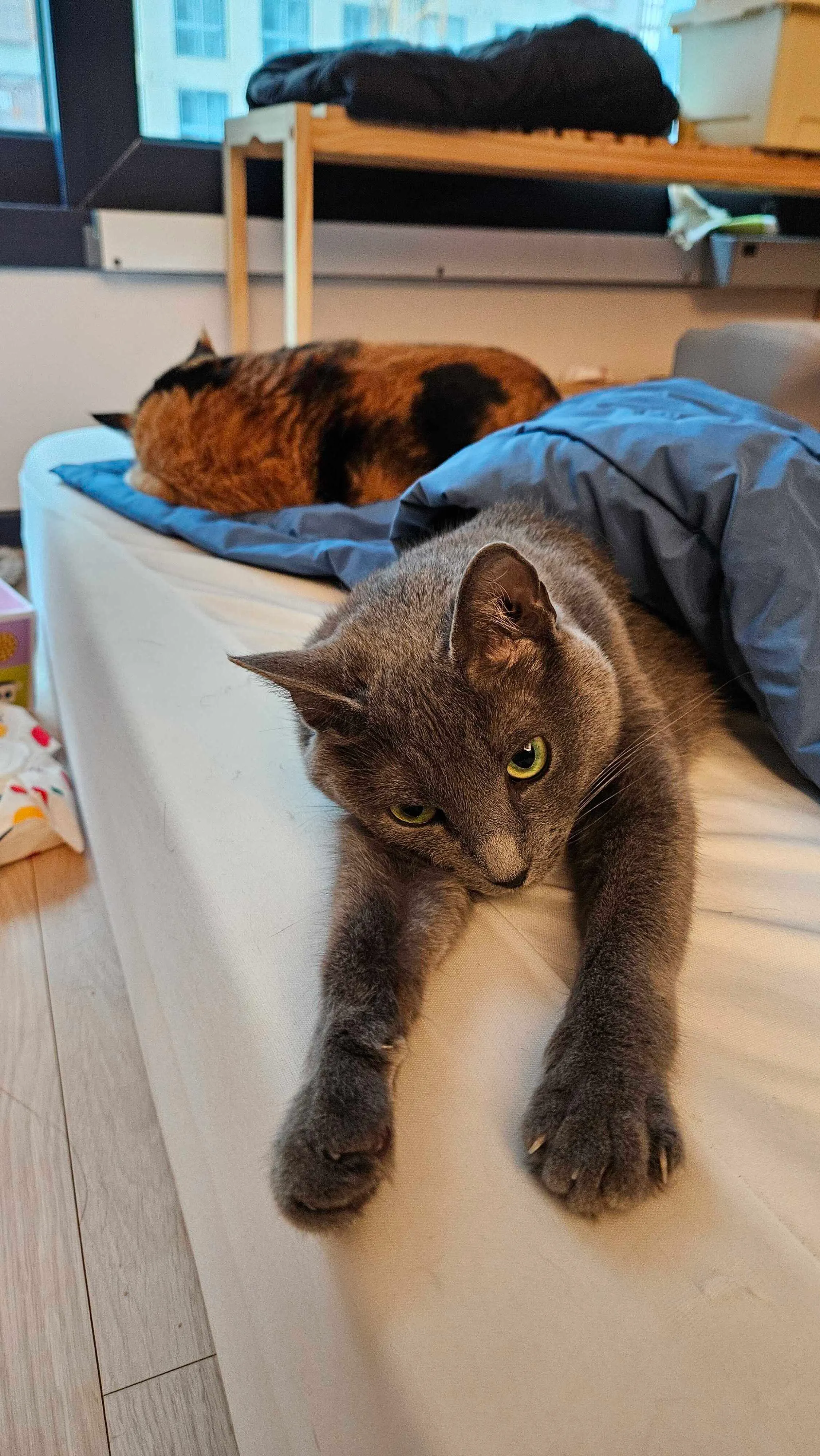 Two cats sharing a quiet moment together.